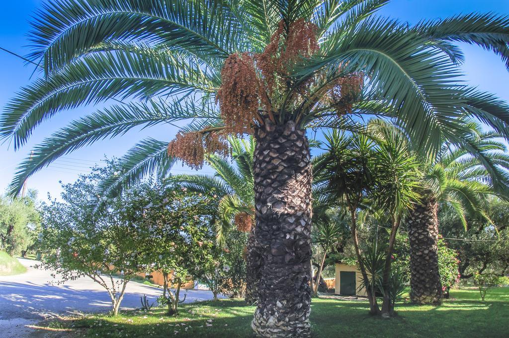 Olive Grove Apts Lithakia  객실 사진
